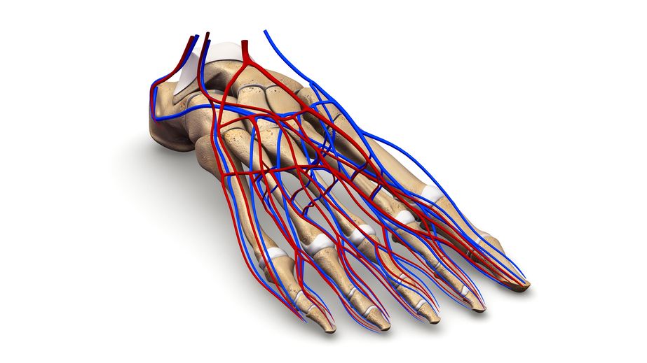 ligamento