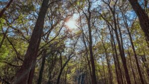 Vitamina D: Quando Suplementar e Quando É Exagero?