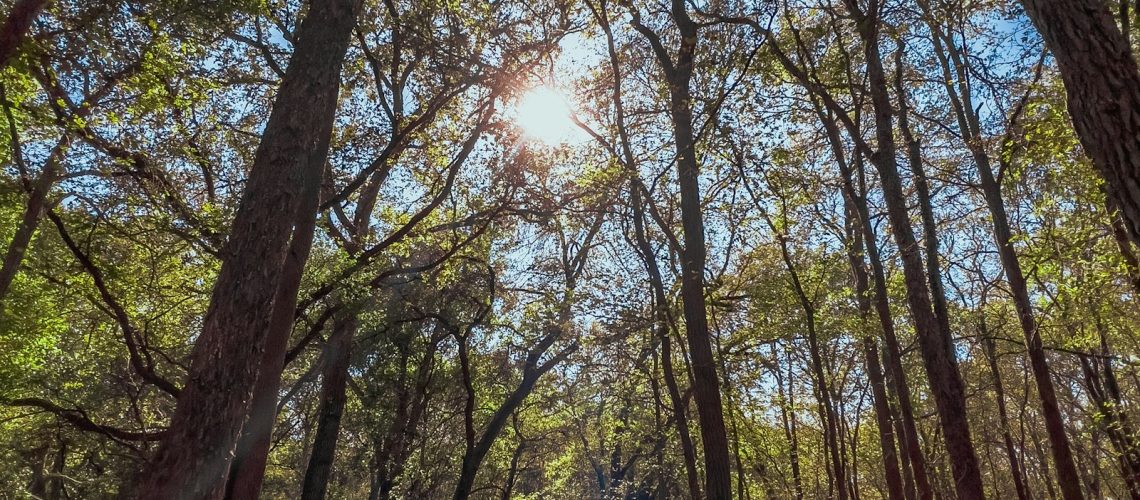 Vitamina D: Quando Suplementar e Quando É Exagero?