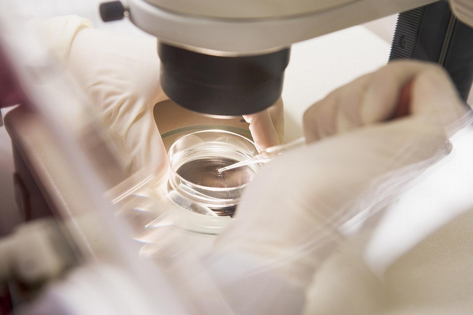 fertilização in vitro