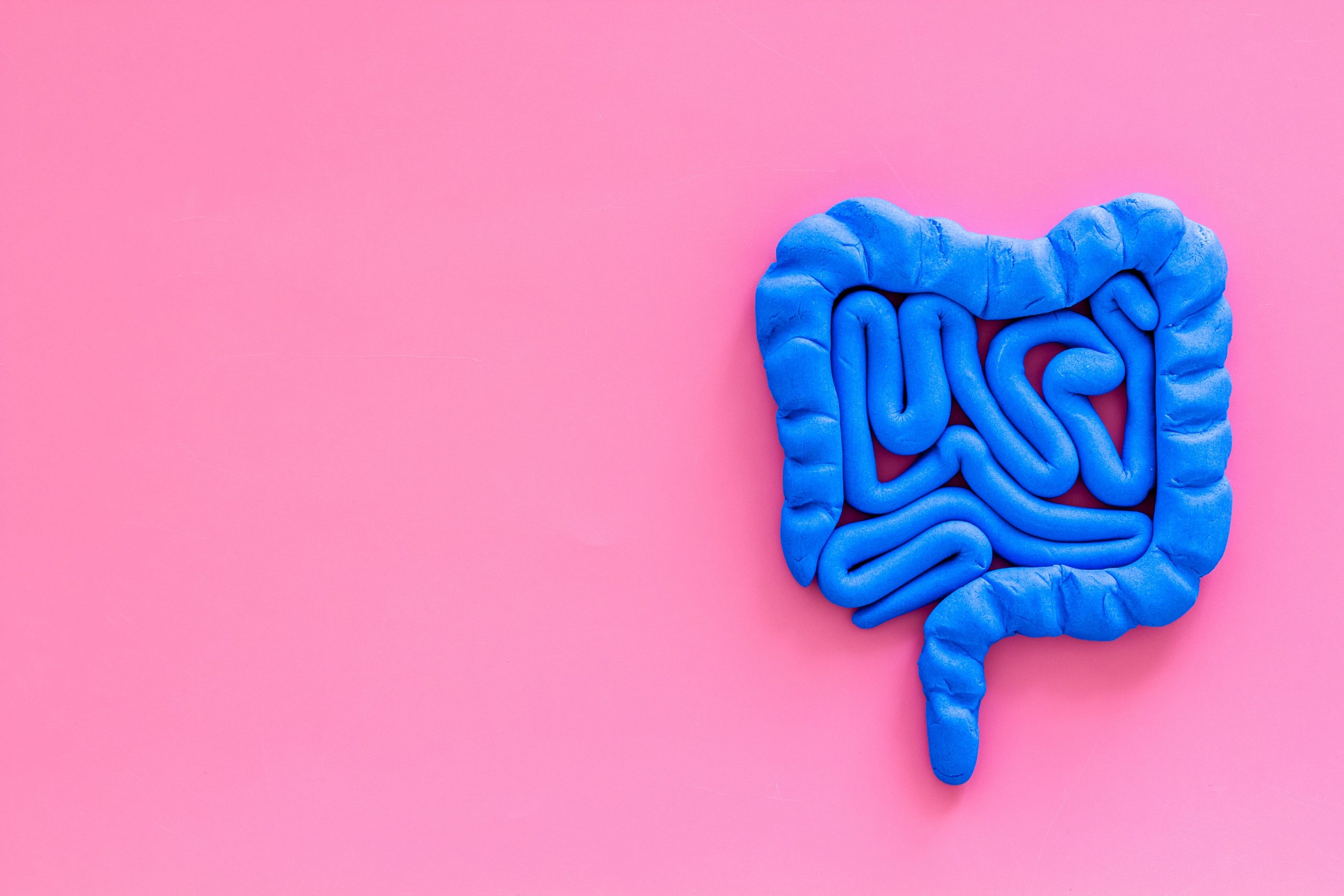 intestino