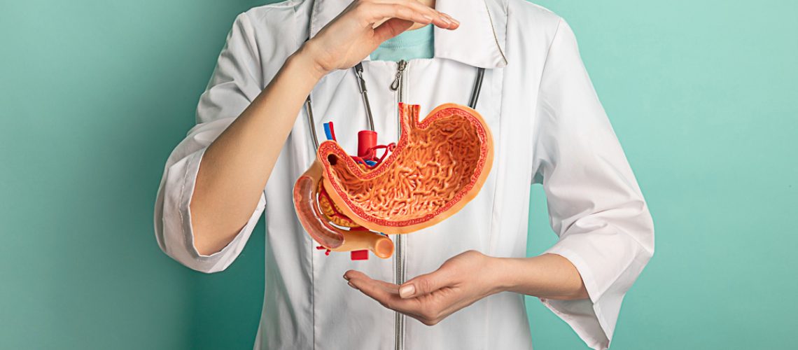 Female doctor with a stethoscope is holding mock stomach in the hands. Help and care concept