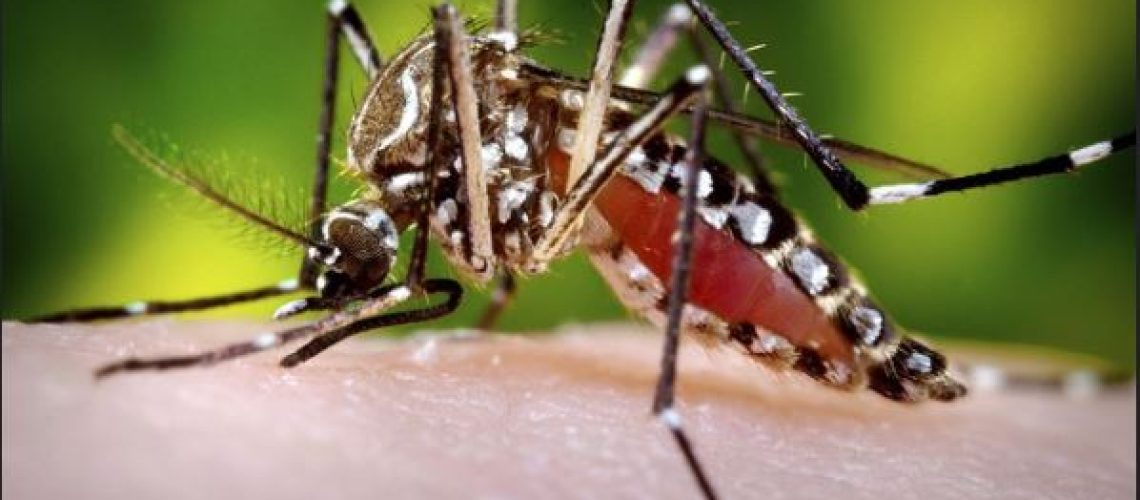 Aedes aegypti - fêmea sugando sangue, é o transmissor da febre amarela naas áreas urbanas